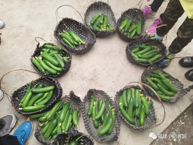 【围观】福建小记者走进农场体验农耕乐趣